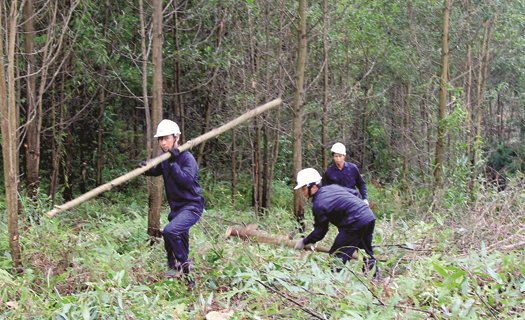 Thúc đẩy phát triển lâm nghiệp phía Bắc